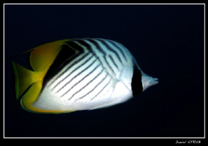 threadfin butterflyfish in El Quesir :-D - soon again :-D by Daniel Strub 